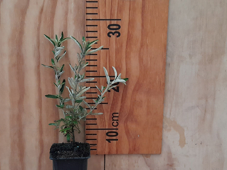 5x Dusty Daisy Bush - $2.99 each