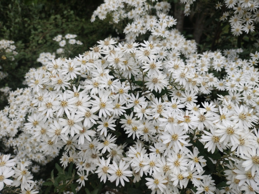 5x Dusty Daisy Bush - $2.99 each