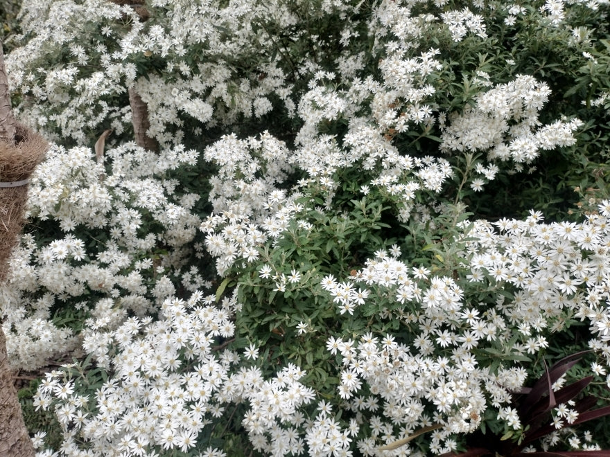 5x Dusty Daisy Bush - $2.99 each