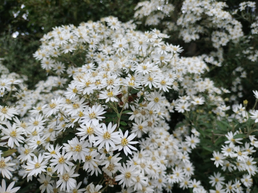 5x Dusty Daisy Bush - $2.99 each