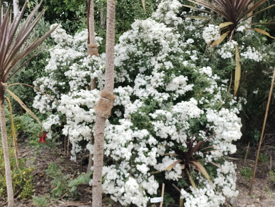 Olearia White Gem
