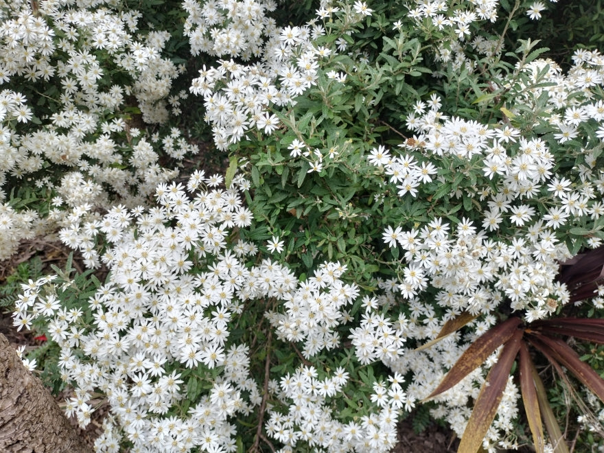5x Dusty Daisy Bush - $2.99 each
