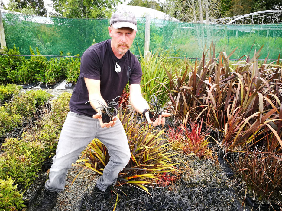 5x Black Mondo Grass - $1.99 each