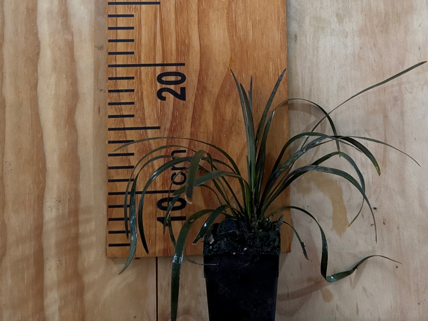 Ophiopogon planiscapus ‘Nigrescens’