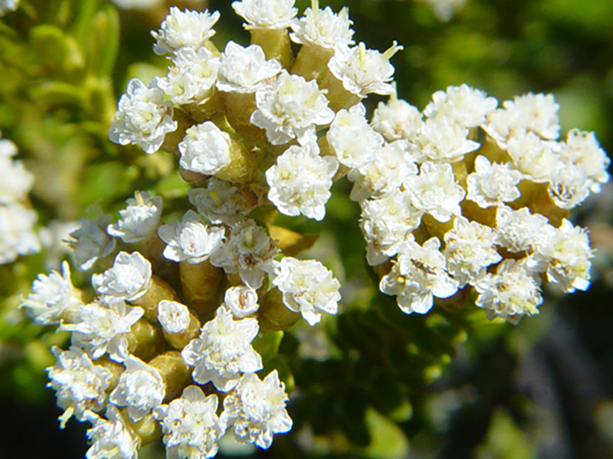 Ozothamnus leptophyllus