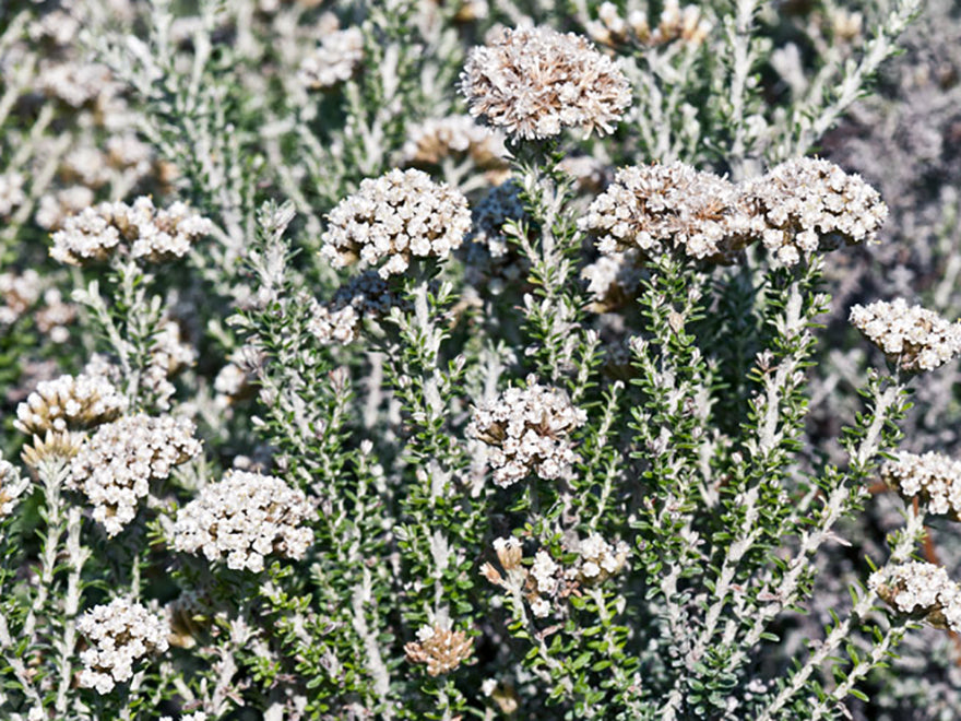 Ozothamnus leptophyllus