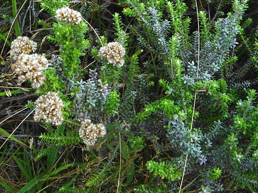 Ozothamnus leptophyllus