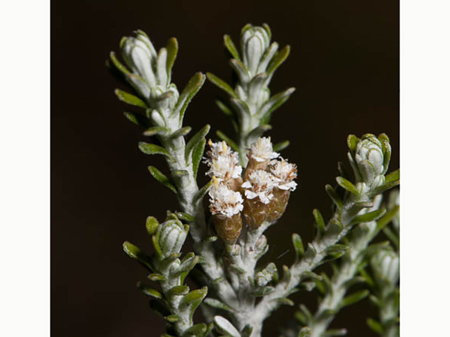 Ozothamnus leptophyllus