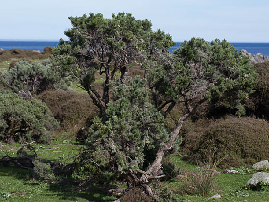 Ozothamnus leptophyllus