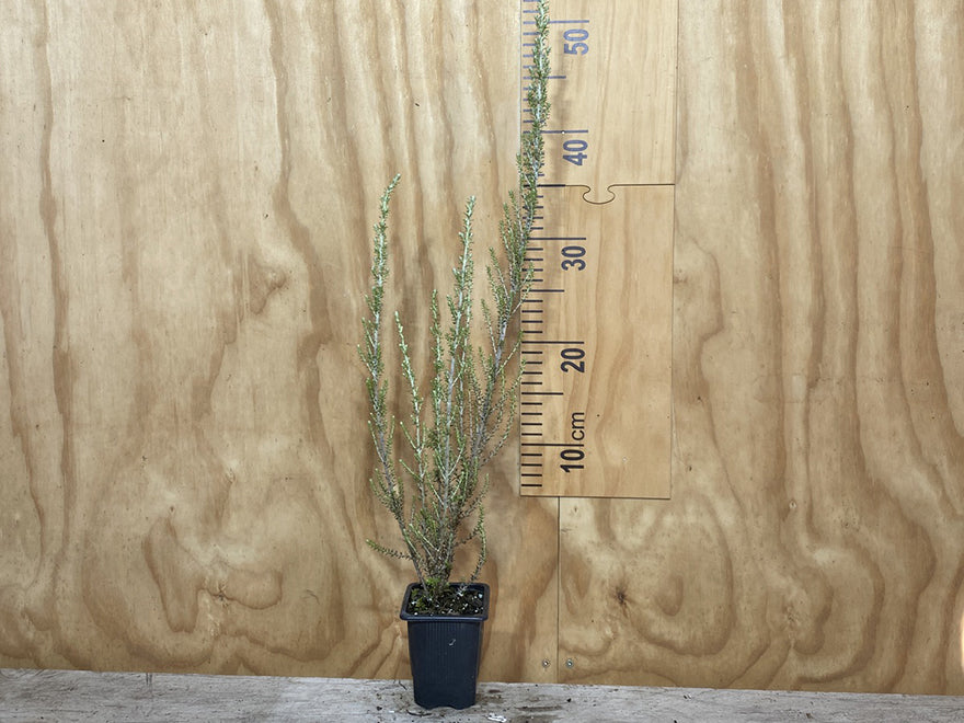 25x Silver Mountain Heather - $1.99 each