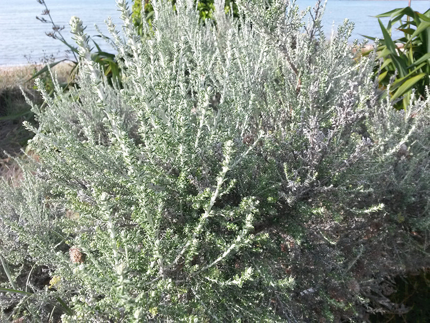 Ozothamnus leptophyllus