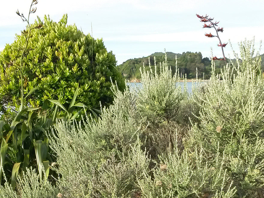Ozothamnus leptophyllus