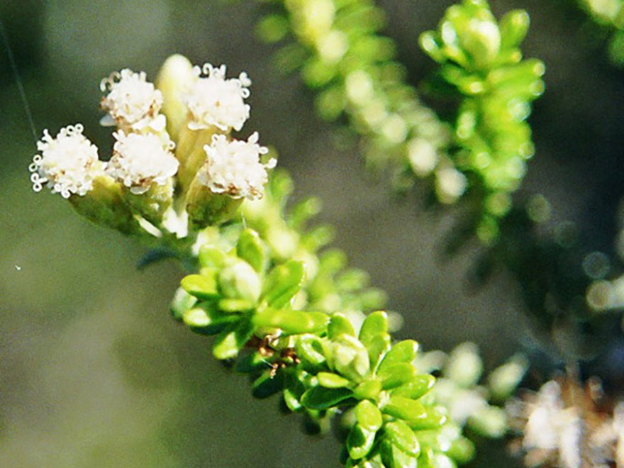 5x Silver Mountain Heather - $1.99 each