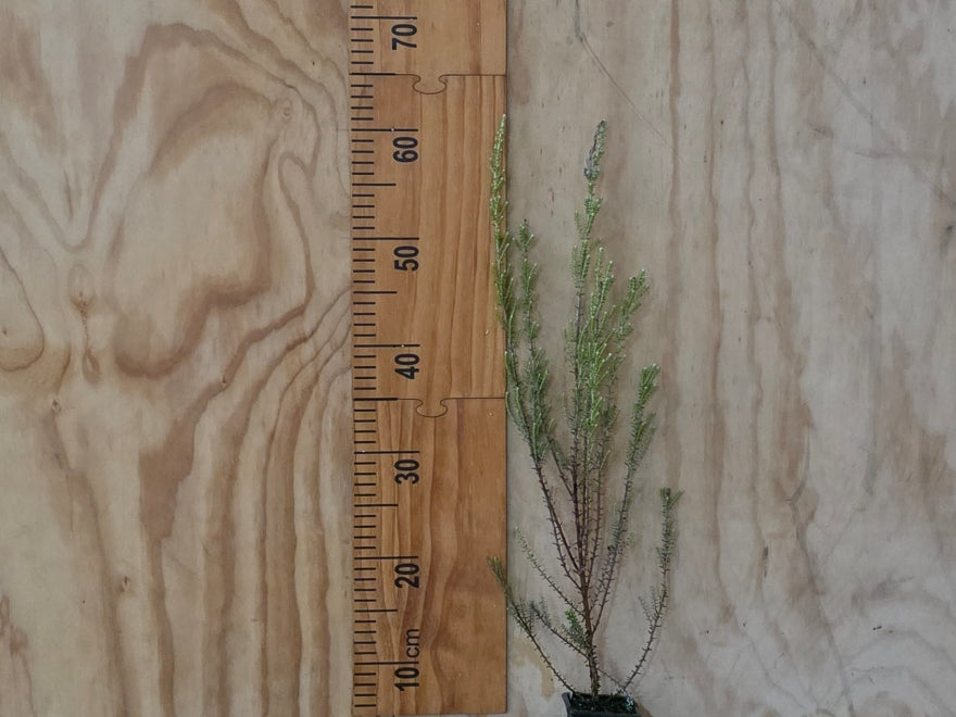 Ozothamnus leptophyllus
