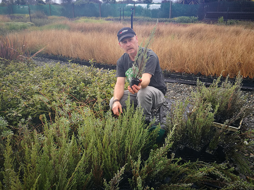 Ozothamnus leptophyllus