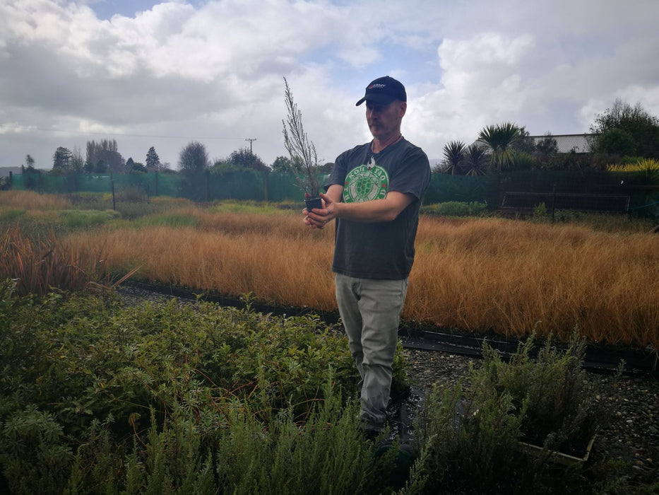 Ozothamnus leptophyllus