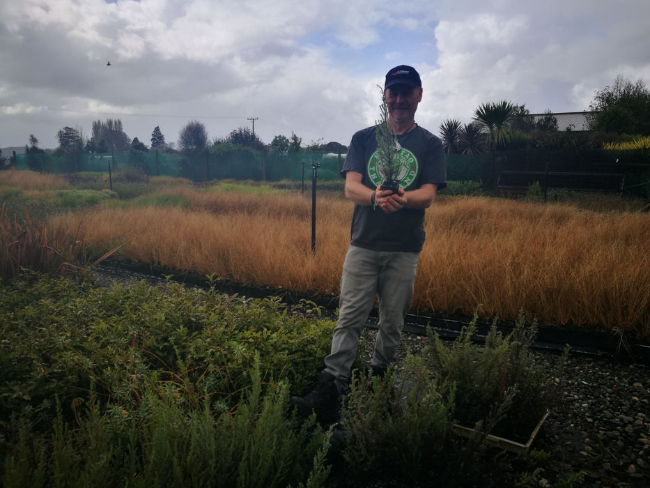 Ozothamnus leptophyllus