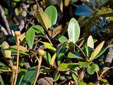 Pachystegia Rufa