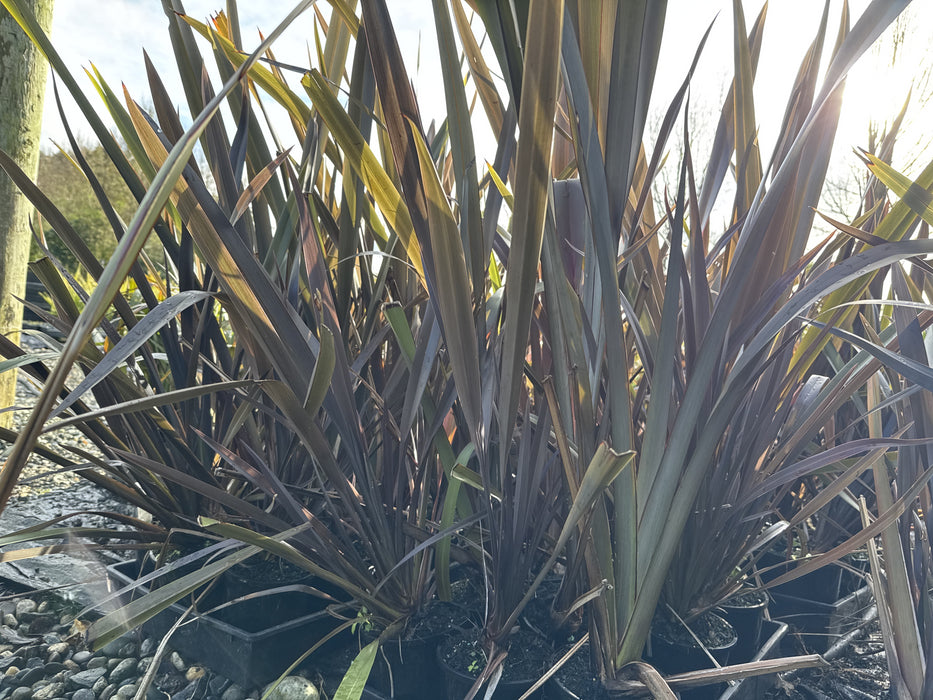 Phormium Black Rage x 10