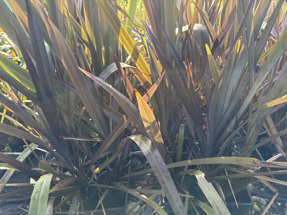 Phormium Black Rage x 10