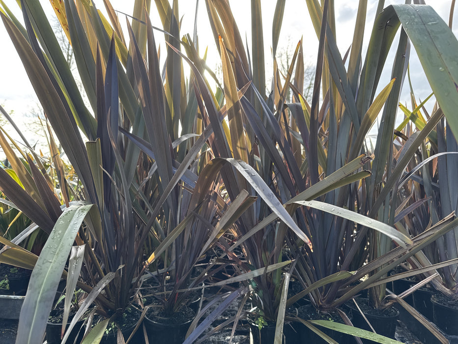 Phormium Black Rage x 10