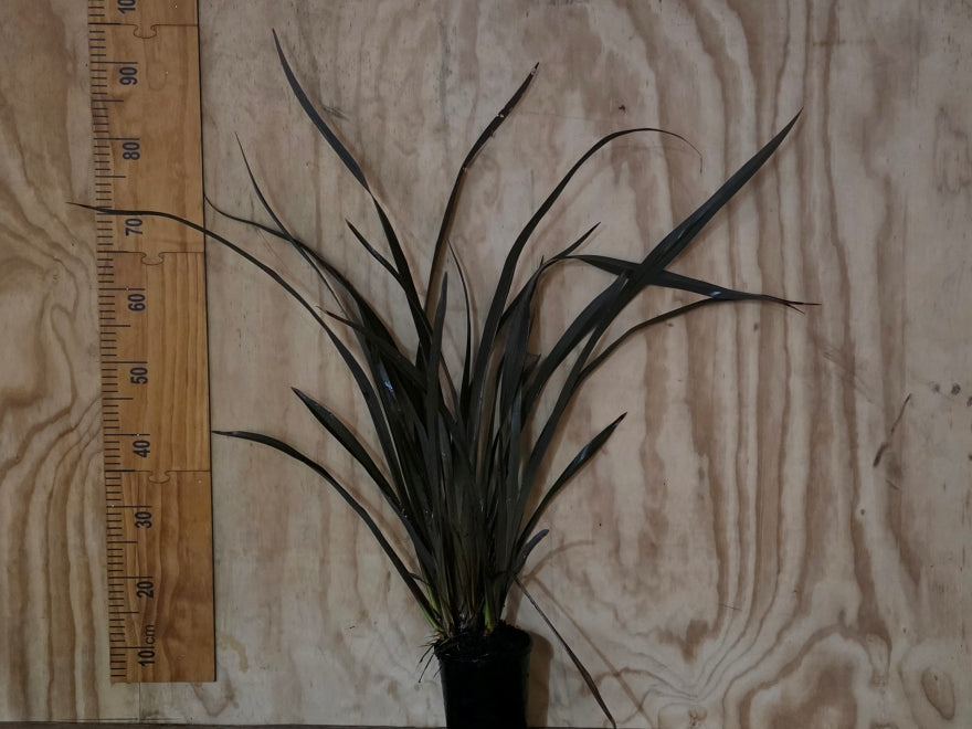 Phormium Black Rage