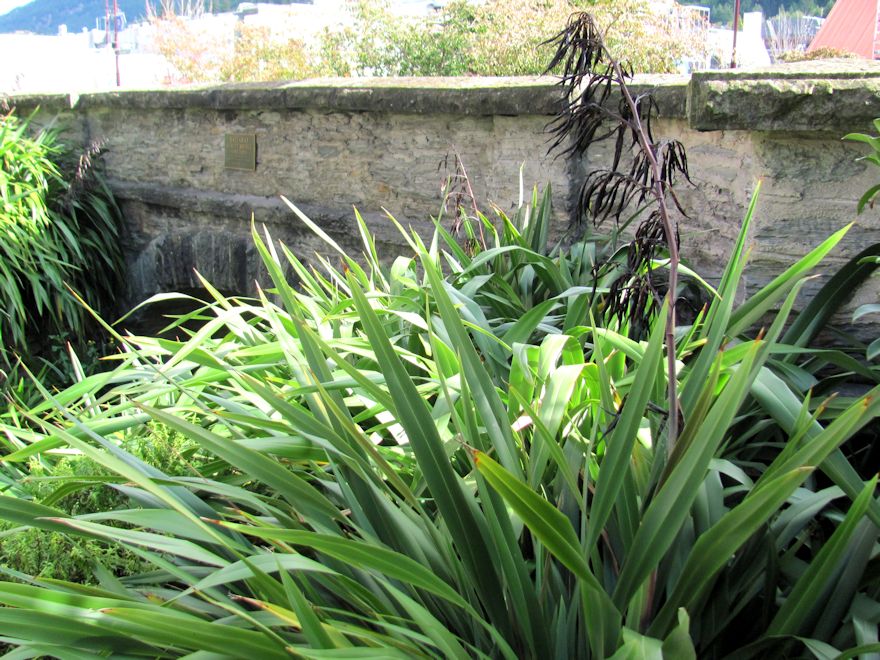 Phormium Cookianum Green