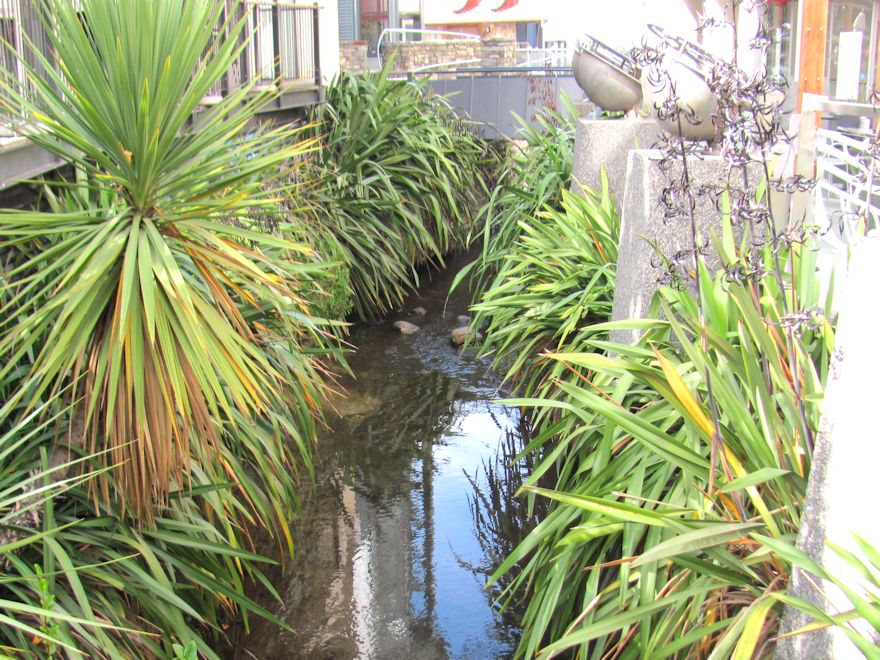 Phormium Cookianum Green