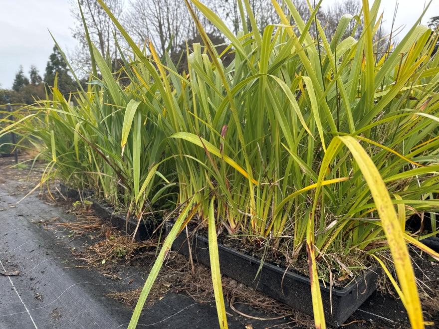 10x Mountain Green Flax - $1.99 each