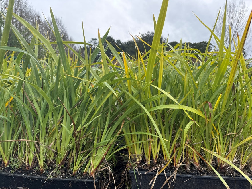 10x Mountain Green Flax - $1.99 each