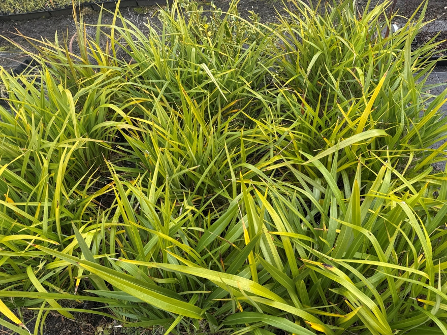 10x Mountain Green Flax - $1.99 each