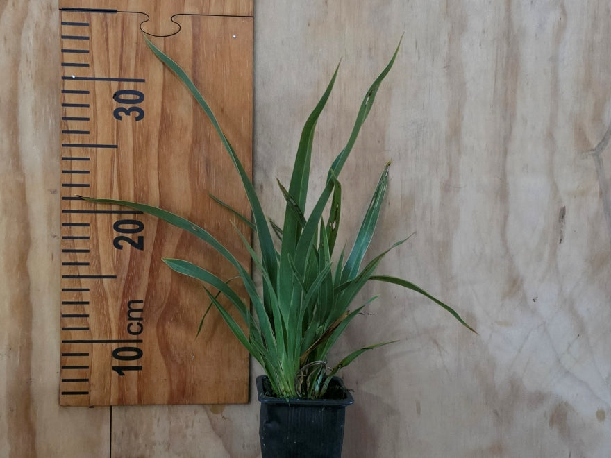 Phormium Cookianum Green