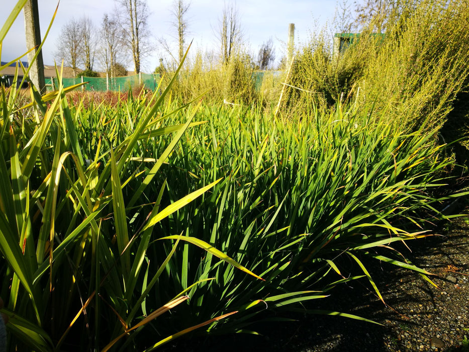 Phormium Cookianum Green - XL Size
