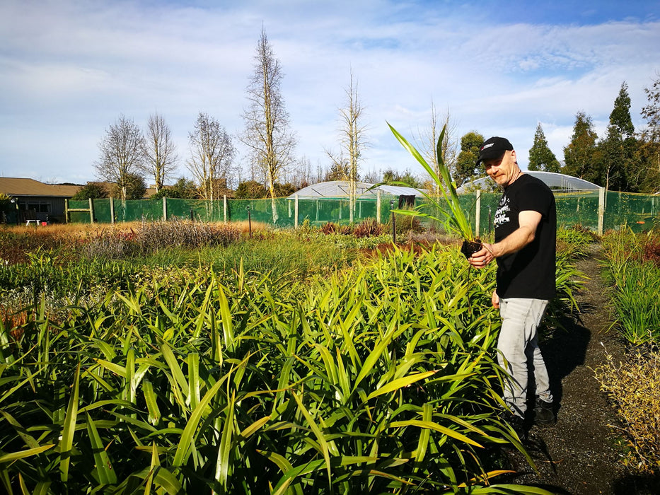 Phormium Cookianum Green