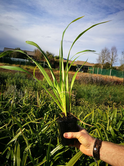 Phormium Cookianum Green