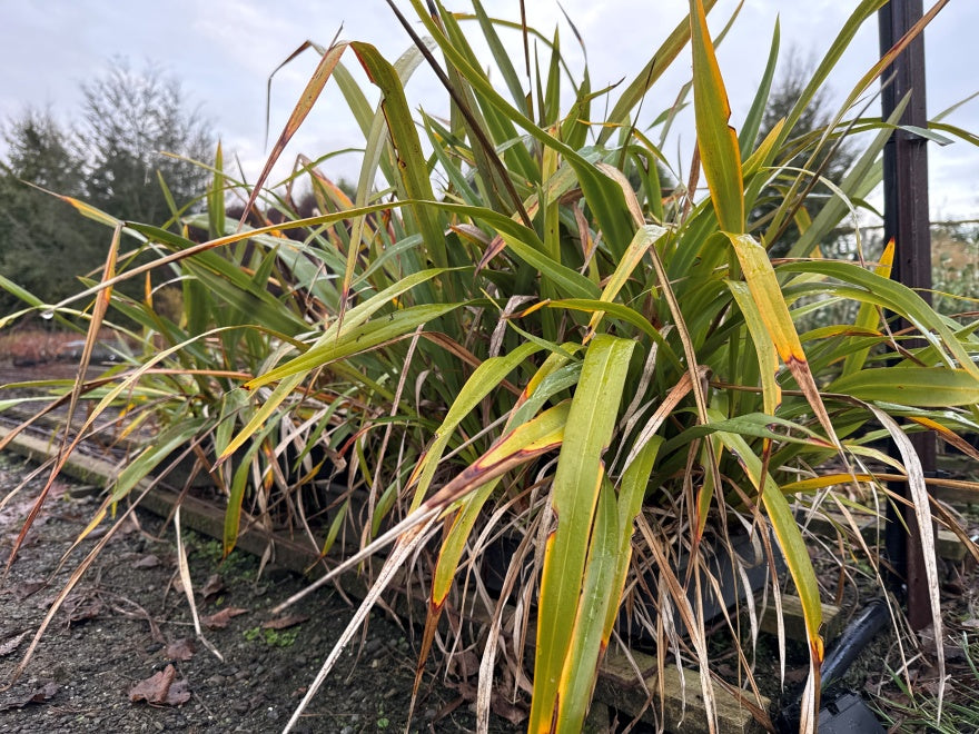 10x Mountain Green Flax - $1.99 each