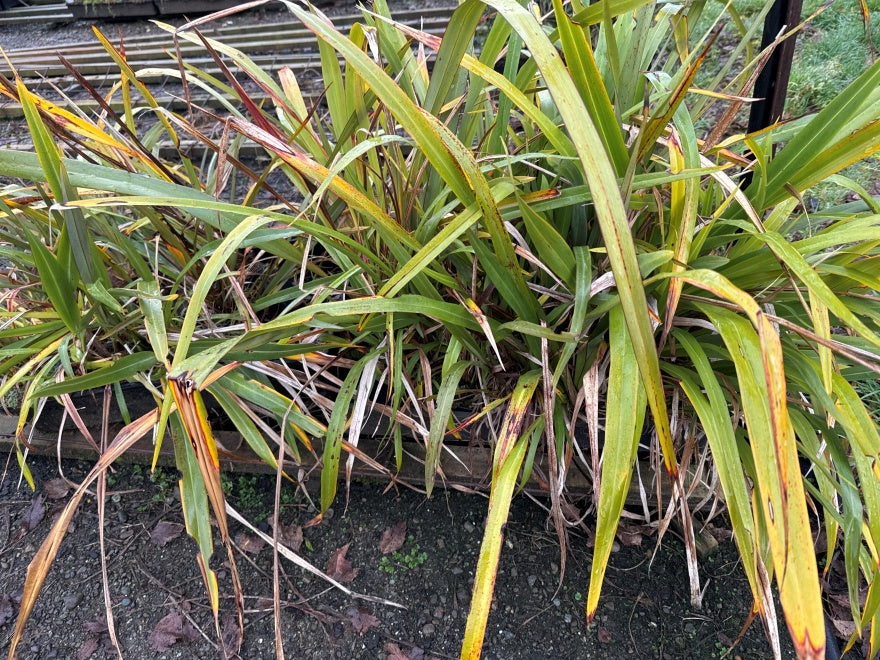 10x Mountain Green Flax - $1.99 each