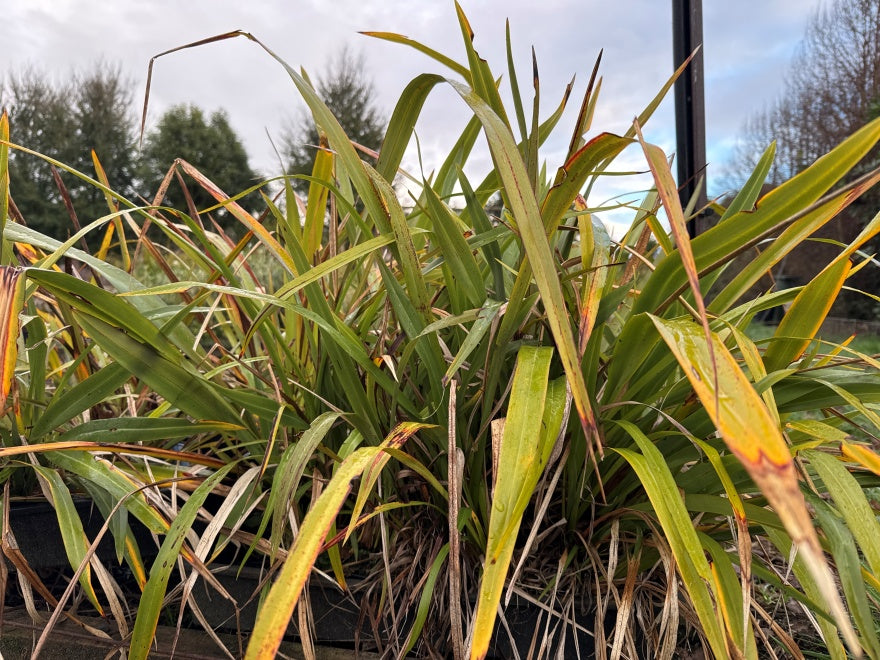 10x Mountain Green Flax - $1.99 each