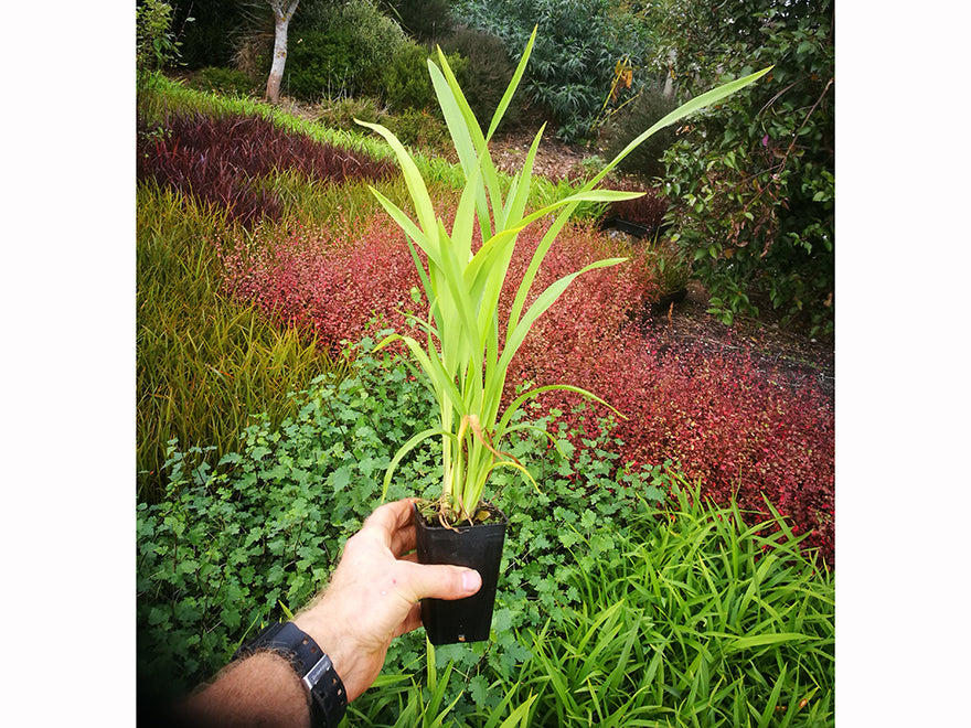 100x Mt Green Flax - $2.99 each