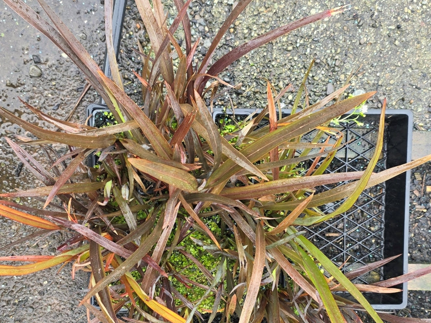 10x Purple Mountain Flax - $1.99 each