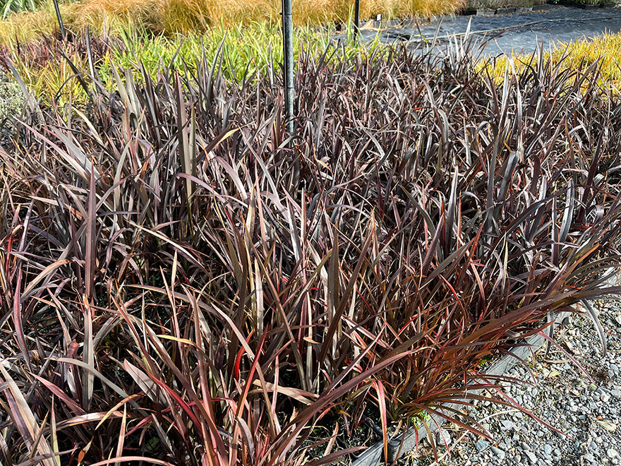 Phormium Cookianum Purple