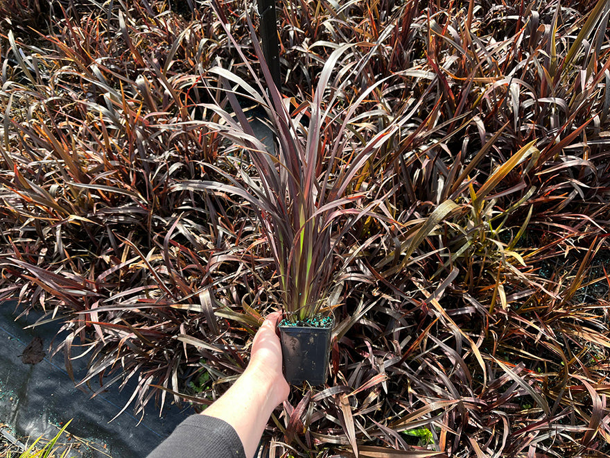 Phormium Cookianum Purple