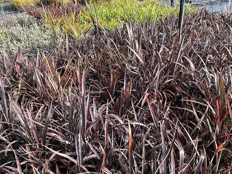 5x Purple Mountain Flax - $7.99 each
