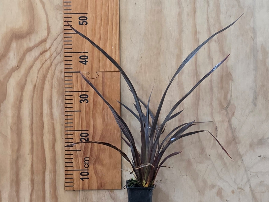 5x Purple Mountain Flax - $7.99 each