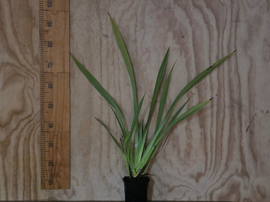 Phormium Cookianum Green - XL Size