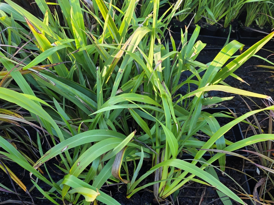 Phormium Cookianum Green - XL Size
