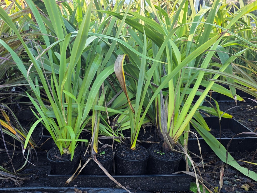 Phormium Cookianum Green - XL Size