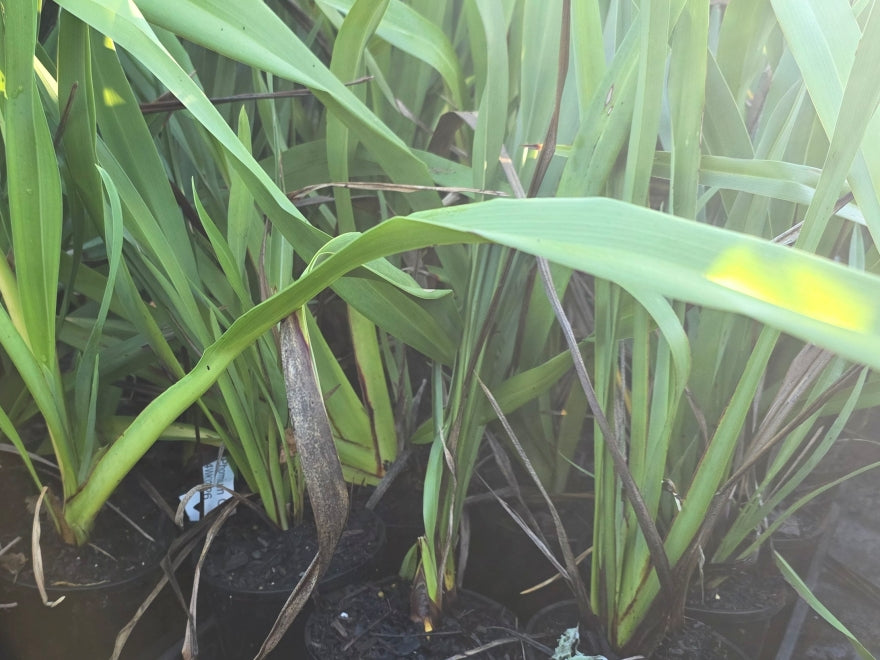 Phormium Cookianum Green - XL Size