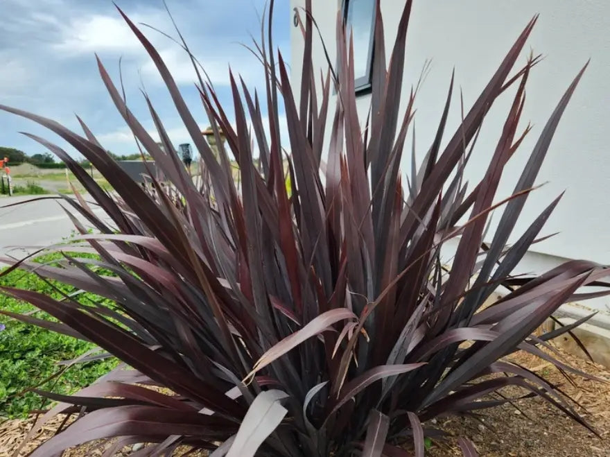 Phormium Dark Delight