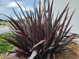 Phormium Dark Delight